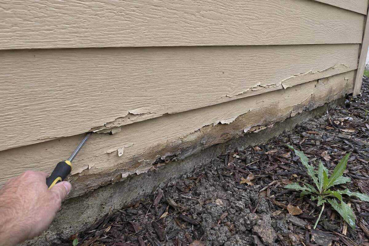Swollen, flaking hardboard lap siding at the lower edge of a wall above a flower bed, paint peeling